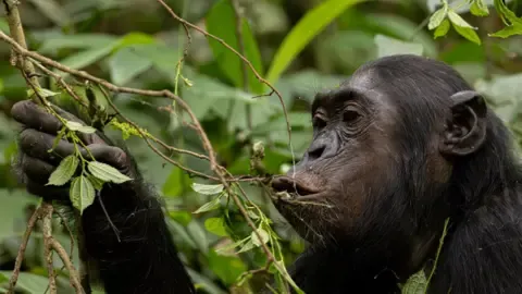 Apes Consuming a Daily Dose of a Beer Per Day from Overripe Produce, Investigation Shows